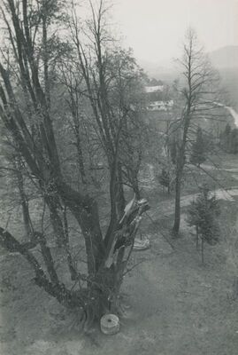 Bela (Novi Marof) - dvor I