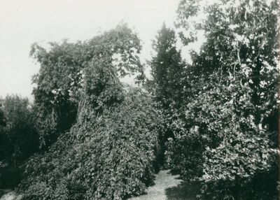 Gradec - Biskupski dvorac, dio parka