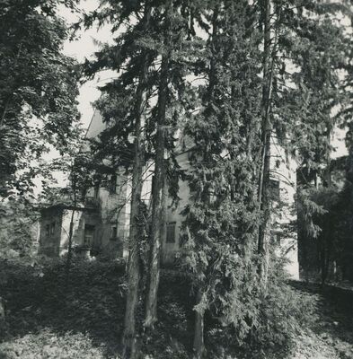 Križovljan Radovečki - dvor, drveće