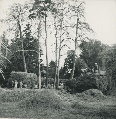 Vidovec - park dvorca, vršenje žita