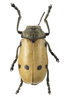 Lachnaia sexpunctata