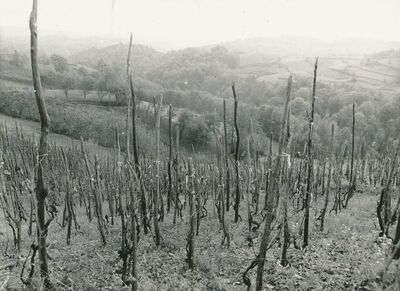 Ozalj (Lukinić Draga) - Panorama