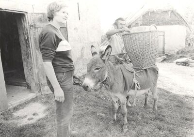 Golubići - Košara za prijenos robe