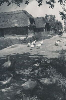 Trg (Ozalj) - Tradicijske kuće uz glavni put