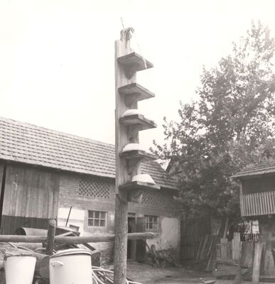 Sasi - Sušenje sira