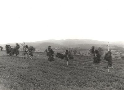 Gornja Vas - Sušenje sijena