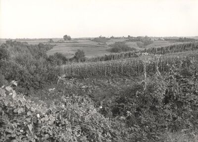 Cvetković Brdo - Panorama