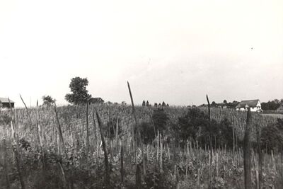 Sobočani - Pogled na kleti