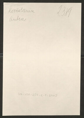 Korčulanin, Antea, 1923. Policijski karton