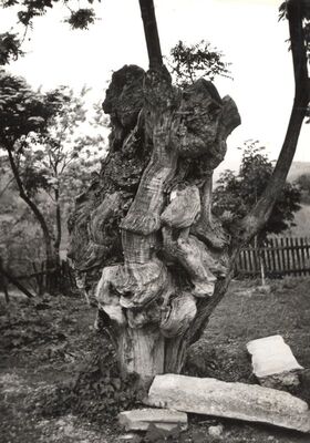 Kostel Pribićki - Drvo bagrema