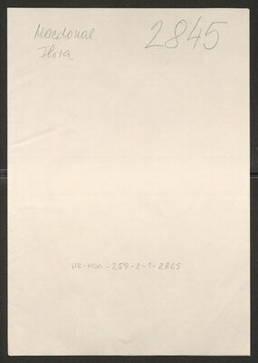 Macdonald, Flora, 5.11.1898. Policijski karton