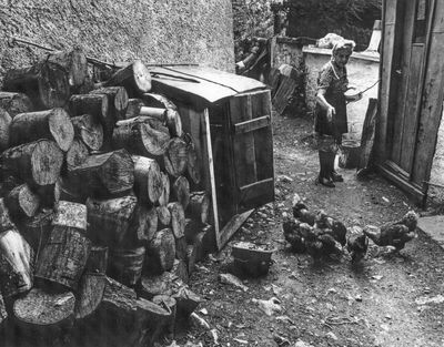 Teta Tonica hrani svoje kokoške