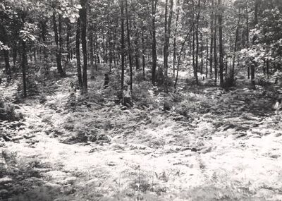 Lasinja - Šumsko groblje streljanih talaca