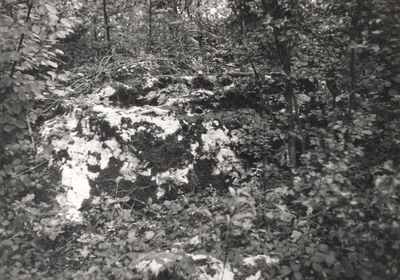 Mračin - Šuma Škrinja, raka