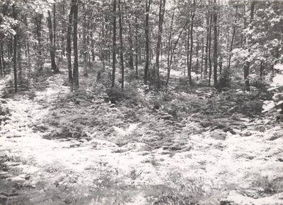 Lasinja - Šumsko groblje streljanih taoca