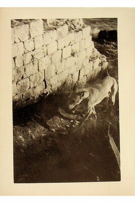 Split, Crikvine-Kaštelet