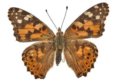 Vanessa cardui