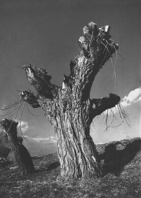 Forma viva I / Vrbe/