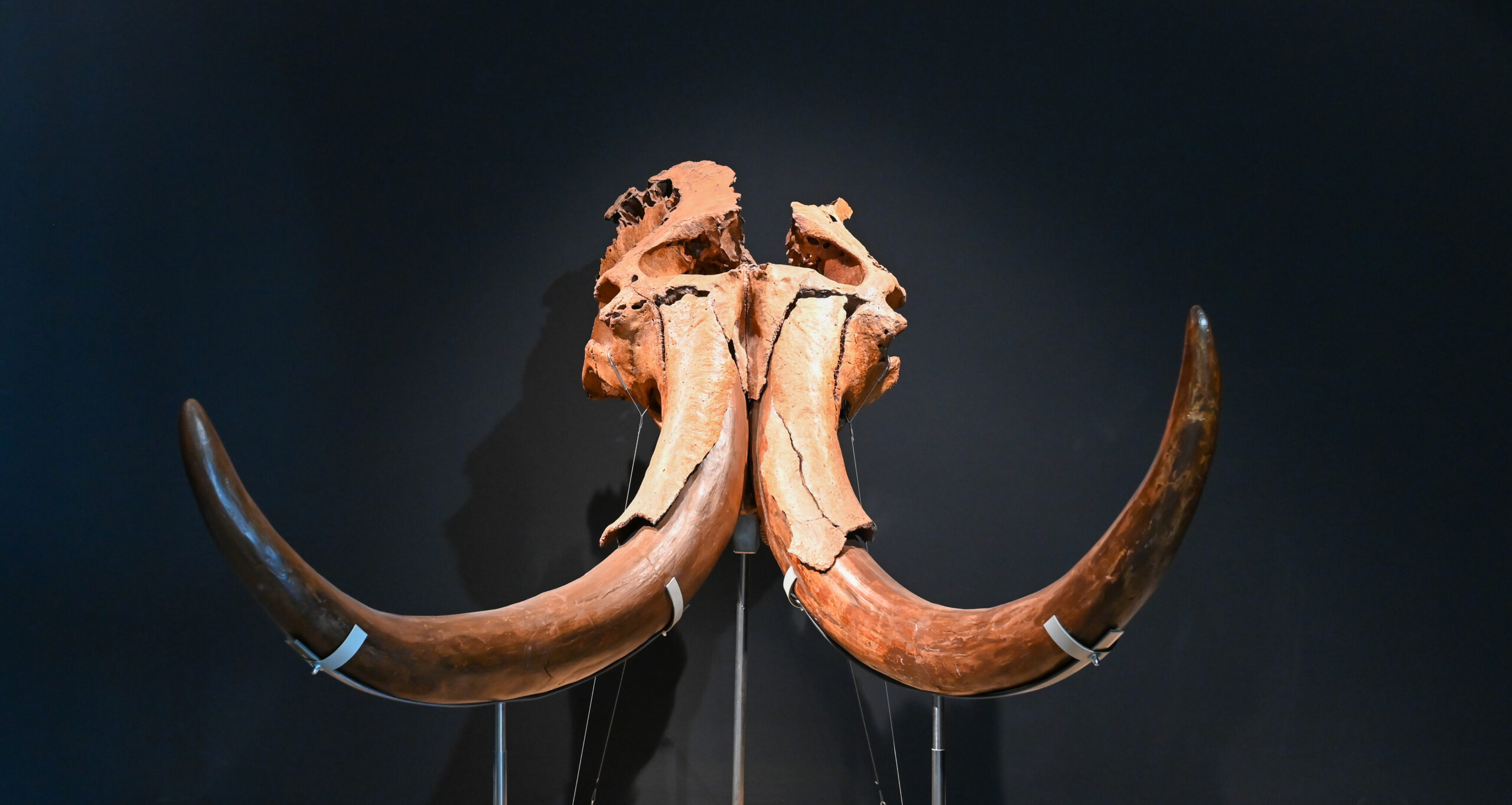 3D modeli fosila iz fundusa Muzeja Brodskog Posavlja na portalu eKultura